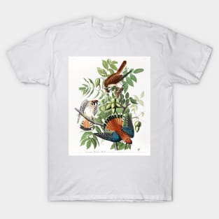 American Sparrow Hawk from Birds of America (1827) T-Shirt